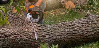 How Our Tree Care Process Works  in Vine Hill, CA