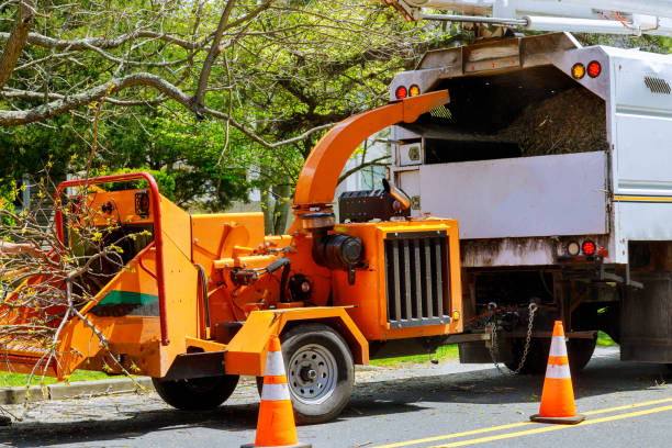 Best Tree Removal  in Vine Hill, CA