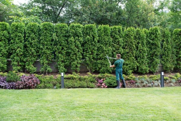 Best Lawn Watering Services  in Vine Hill, CA