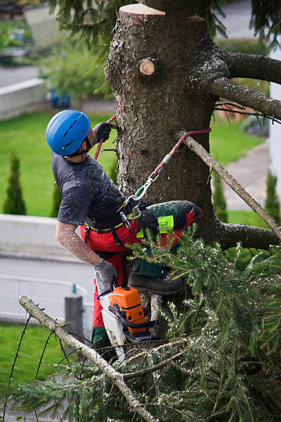 Best Grass Overseeding  in Vine Hill, CA