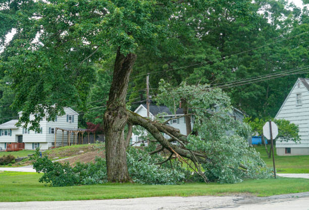 Vine Hill, CA Tree Services Company